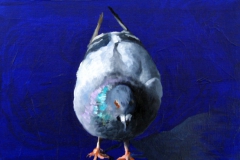 Pigeon 9