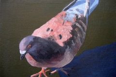 Pigeon 15