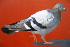 Pigeon 16