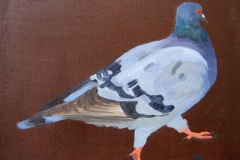 Pigeon 18